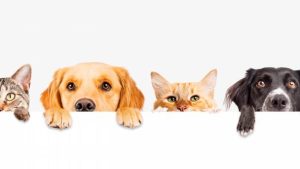 Un pequeño guiño a nuestras mascotas