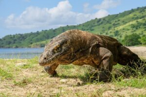 Isla de Komodo  ( Famosa  por albergar los dragones de Komodo).