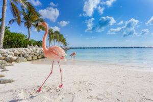 Un Lugar donde Perderse : » Aruba » ( Caribe, País autónomo dentro del Reino de los Países Bajos )